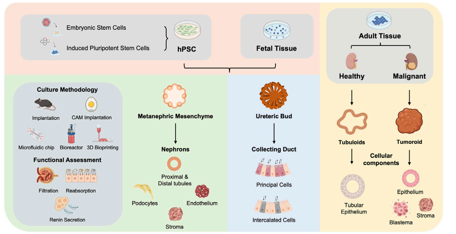 In vitro culture process of kidney organoids.